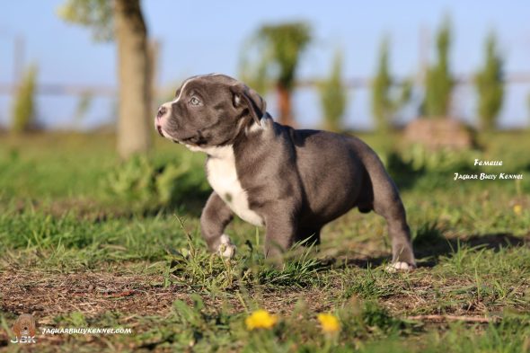 Image de la portée de chiot de l'élévage JAGUAR BULLY KENNEL