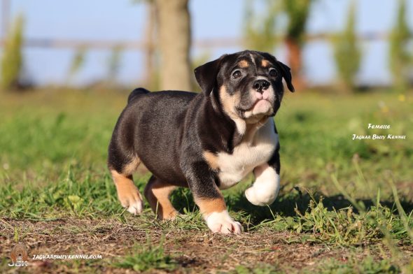 Image de la portée de chiot de l'élévage JAGUAR BULLY KENNEL