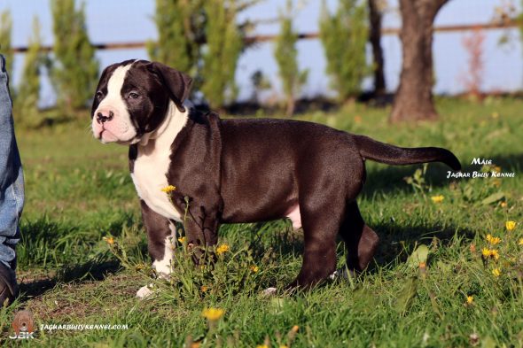Image de la portée de chiot de l'élévage JAGUAR BULLY KENNEL