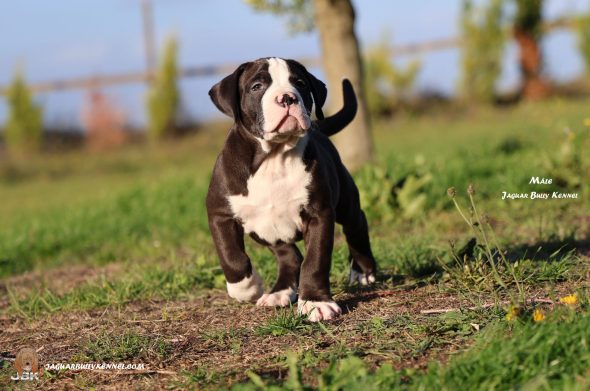 Image de la portée de chiot de l'élévage JAGUAR BULLY KENNEL