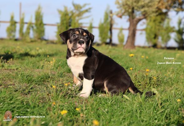 Image de la portée de chiot de l'élévage JAGUAR BULLY KENNEL