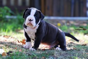 Chiots d'apparence American Bully à vendre chez l'éleveur JAGUAR BULLY KENNEL