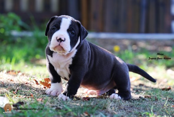 Image de la portée de chiot de l'élévage JAGUAR BULLY KENNEL