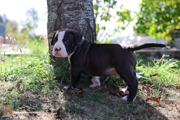 Image de la portée de chiot de l'élévage JAGUAR BULLY KENNEL