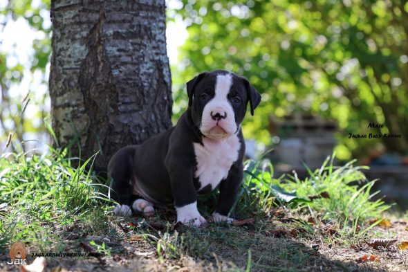 Image de la portée de chiot de l'élévage JAGUAR BULLY KENNEL
