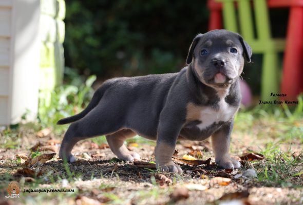 Image de la portée de chiot de l'élévage JAGUAR BULLY KENNEL