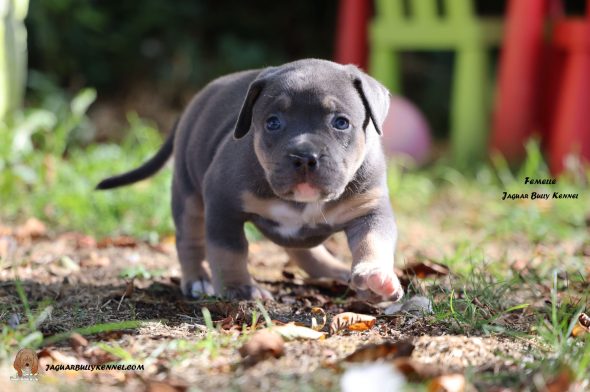 Image de la portée de chiot de l'élévage JAGUAR BULLY KENNEL