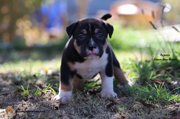 Image de la portée de chiot de l'élévage JAGUAR BULLY KENNEL