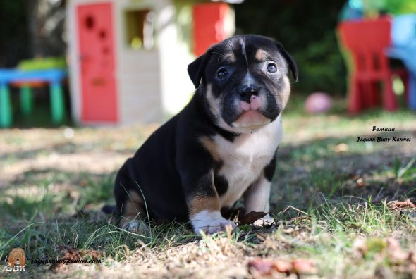 Image de la portée de chiot de l'élévage JAGUAR BULLY KENNEL