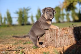 Chiots d'apparence American Bully à vendre chez l'éleveur JAGUAR BULLY KENNEL
