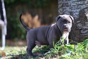 Chiots d'apparence American Bully à vendre chez l'éleveur JAGUAR BULLY KENNEL