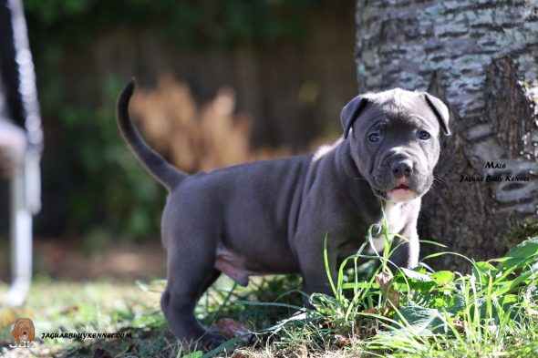 Image de la portée de chiot de l'élévage JAGUAR BULLY KENNEL