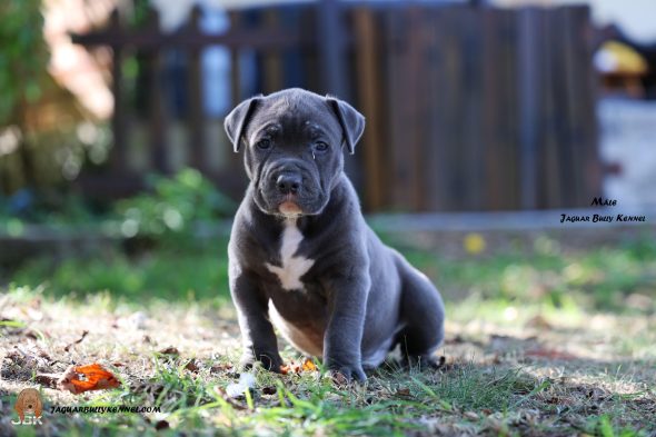 Image de la portée de chiot de l'élévage JAGUAR BULLY KENNEL