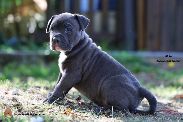 Image de la portée de chiot de l'élévage JAGUAR BULLY KENNEL