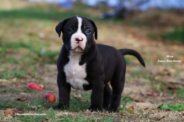 Image de la portée de chiot de l'élévage JAGUAR BULLY KENNEL