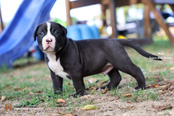 Image de la portée de chiot de l'élévage JAGUAR BULLY KENNEL