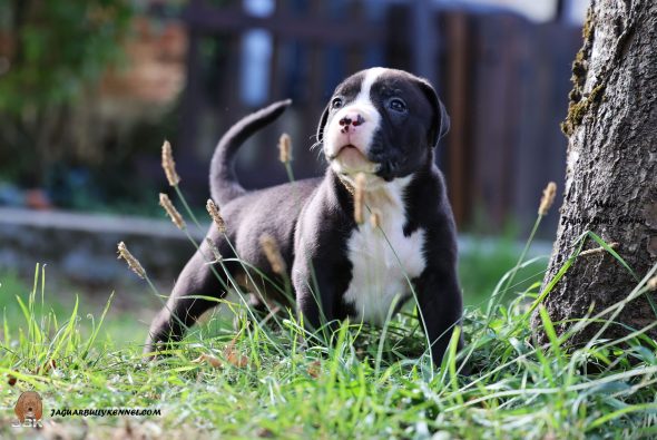 Image de la portée de chiot de l'élévage JAGUAR BULLY KENNEL