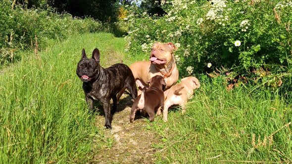 Image de la portée de chiot de l'élévage NOS BOUBOUILLES D&rsquo;AMOUR