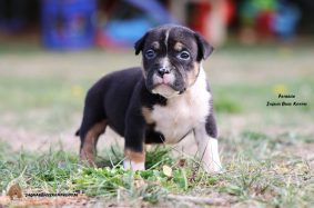 Chiots d'apparence American Bully à vendre chez l'éleveur JAGUAR BULLY KENNEL