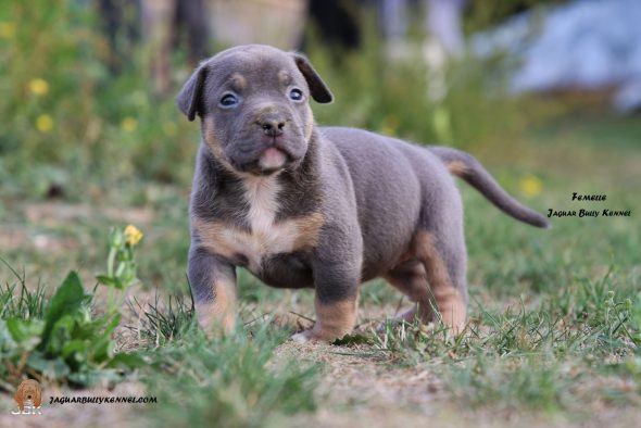 Image de la portée de chiot de l'élévage JAGUAR BULLY KENNEL