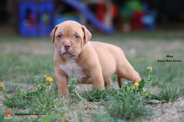 Image de la portée de chiot de l'élévage JAGUAR BULLY KENNEL