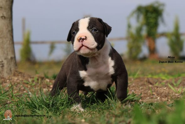 Image de la portée de chiot de l'élévage JAGUAR BULLY KENNEL