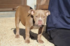 Chiots d'apparence American Bully à vendre chez l'éleveur ELEVAGE LEGION OF JSM