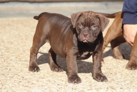 Chiots d'apparence American Bully à vendre chez l'éleveur ELEVAGE LEGION OF JSM