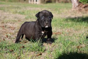 Chiots d'apparence American Bully à vendre chez l'éleveur JAGUAR BULLY KENNEL