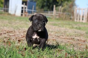 Chiots d'apparence American Bully à vendre chez l'éleveur JAGUAR BULLY KENNEL
