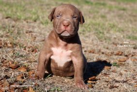 Chiots d'apparence American Bully à vendre chez l'éleveur JAGUAR BULLY KENNEL