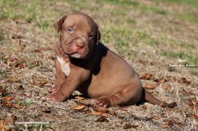 Chiots d'apparence American Bully à vendre chez l'éleveur JAGUAR BULLY KENNEL