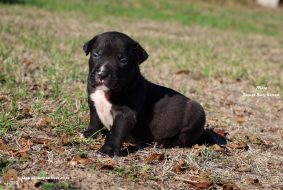 Chiots d'apparence American Bully à vendre chez l'éleveur JAGUAR BULLY KENNEL
