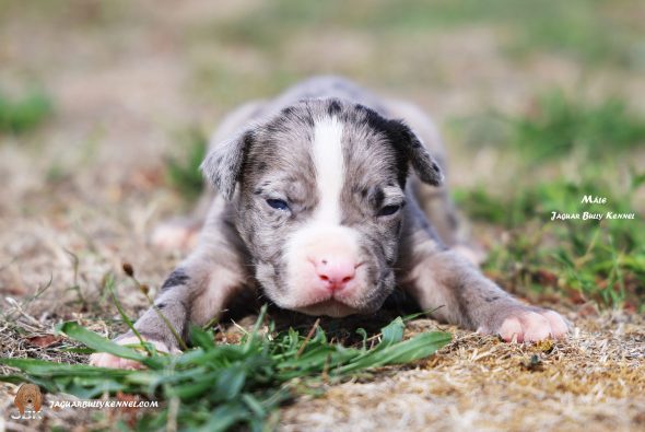Image de la portée de chiot de l'élévage JAGUAR BULLY KENNEL
