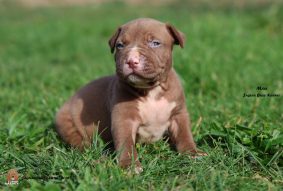 Chiots d'apparence American Bully à vendre chez l'éleveur JAGUAR BULLY KENNEL