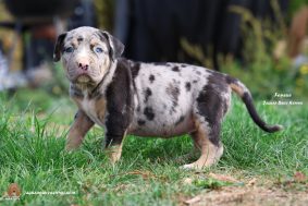 Chiots d'apparence American Bully à vendre chez l'éleveur JAGUAR BULLY KENNEL