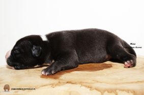 Chiots d'apparence American Bully à vendre chez l'éleveur JAGUAR BULLY KENNEL