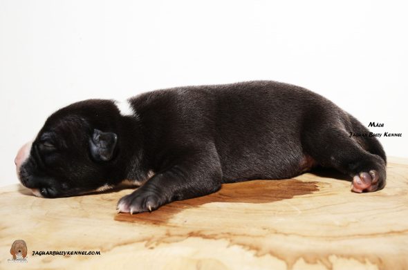 Image de la portée de chiot de l'élévage JAGUAR BULLY KENNEL