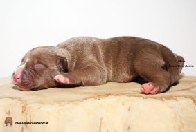 Chiots d'apparence American Bully à vendre chez l'éleveur JAGUAR BULLY KENNEL