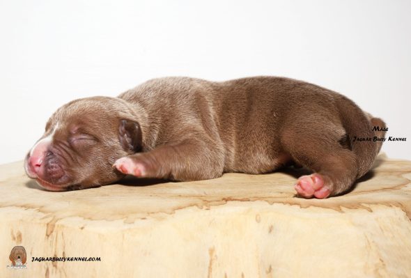 Image de la portée de chiot de l'élévage JAGUAR BULLY KENNEL