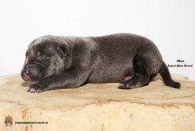 Chiots d'apparence American Bully à vendre chez l'éleveur JAGUAR BULLY KENNEL