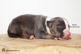 Chiots d'apparence American Bully à vendre chez l'éleveur JAGUAR BULLY KENNEL