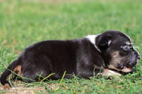 Chiots d'apparence American Bully à vendre chez l'éleveur JAGUAR BULLY KENNEL