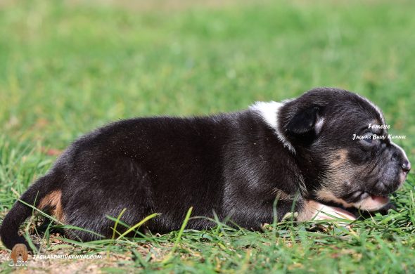 Image de la portée de chiot de l'élévage JAGUAR BULLY KENNEL