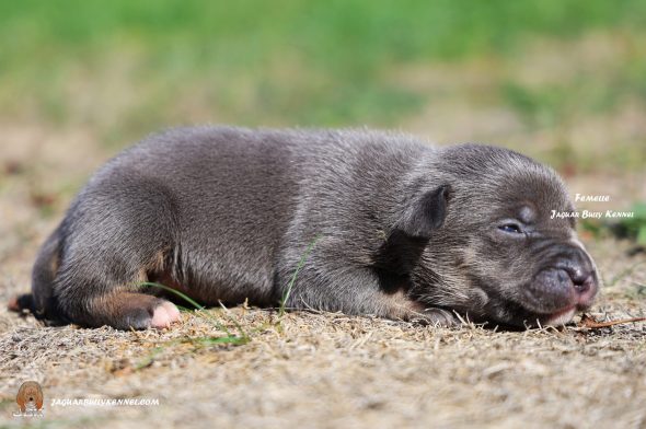 Image de la portée de chiot de l'élévage JAGUAR BULLY KENNEL