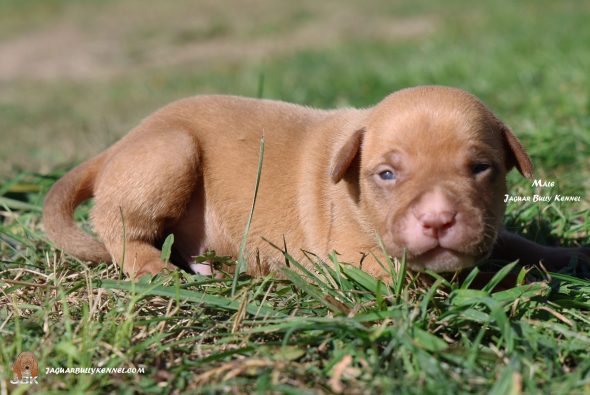 Image de la portée de chiot de l'élévage JAGUAR BULLY KENNEL