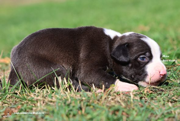 Image de la portée de chiot de l'élévage JAGUAR BULLY KENNEL
