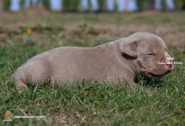 Image de la portée de chiot de l'élévage JAGUAR BULLY KENNEL