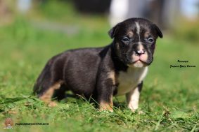 Chiots d'apparence American Bully à vendre chez l'éleveur JAGUAR BULLY KENNEL