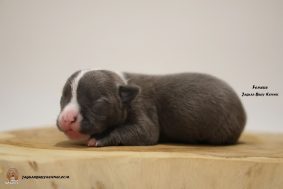 Chiots d'apparence American Bully à vendre chez l'éleveur JAGUAR BULLY KENNEL